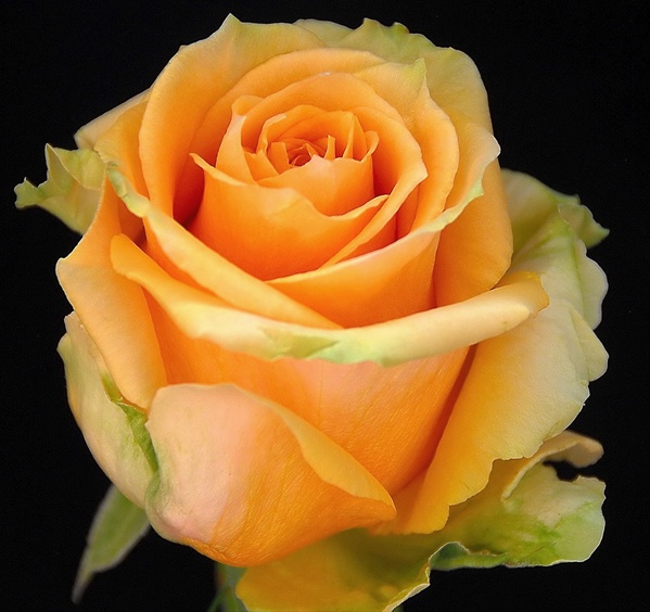 Rose High & Lucky Standard Rose Roses Flowers by category